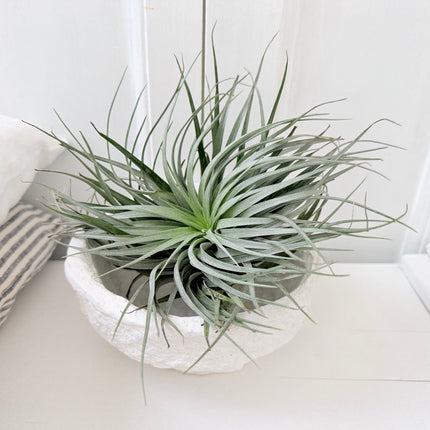 Tillandsia in papier-maché schaal