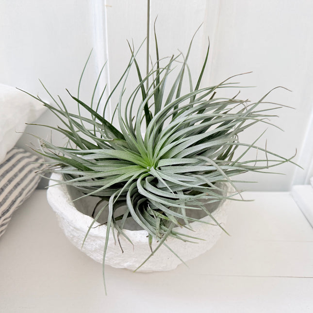 Tillandsia in papier-maché schaal