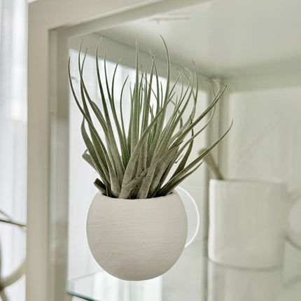 Tillandsia in bellcup L