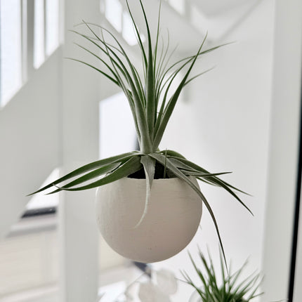 Tillandsia in bellcup M