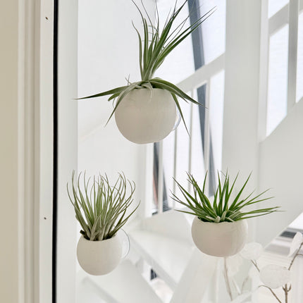 Tillandsia in bellcup S