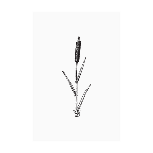 Kaart wit illustratie duiker