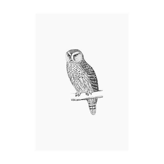Kaart wit illustratie uil