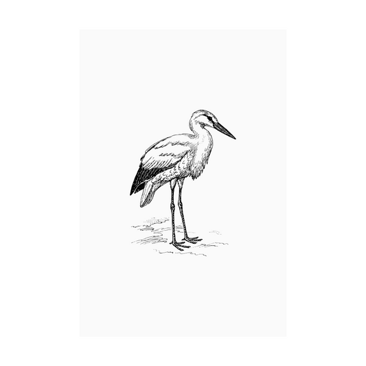 Kaart wit illustratie ooievaar