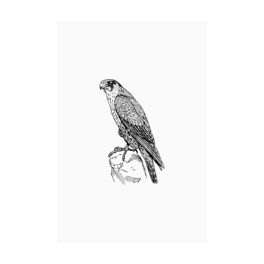 Kaart wit illustratie roofvogel