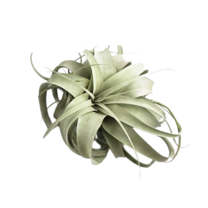 Tillandsia Xerographica
