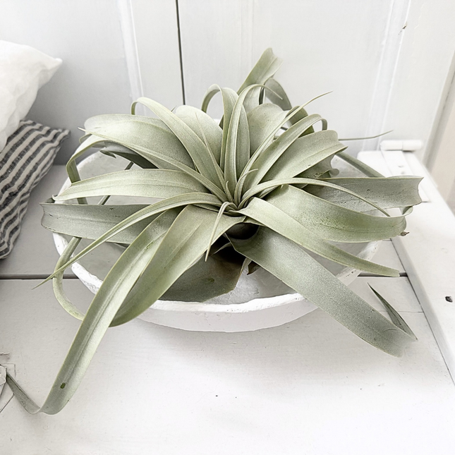 Tillandsia in papier-maché schaal