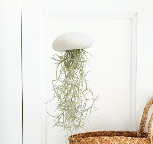 Jellyfish air plant white Medium