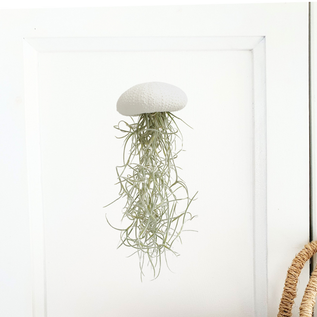 Jellyfish airplantje wit