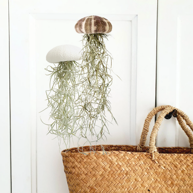 Jellyfish airplantje natural