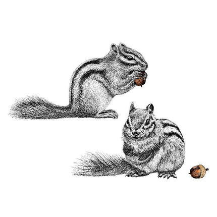 Eekhoorn muurstickers set van 2